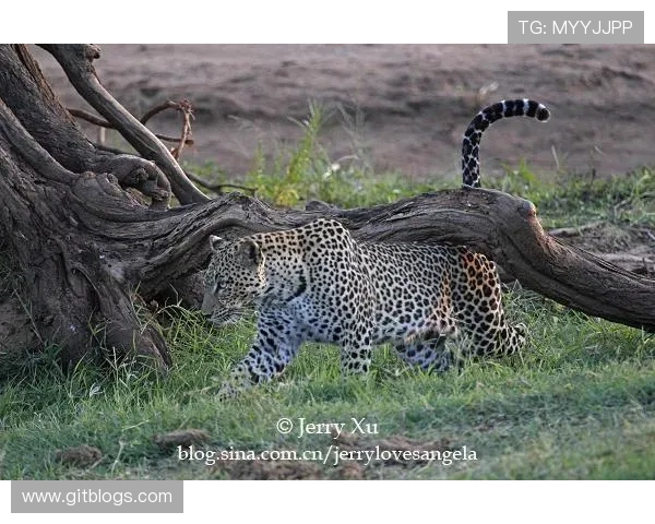 中国对阵太阳精彩比赛录像回放分析与精彩瞬间回顾